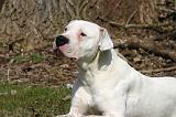 DOGUE ARGENTIN 516